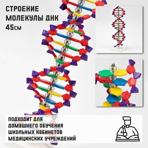 закрофф т анатомия ведьмы карта магического тела Макет Строение молекулы ДНК, 45см