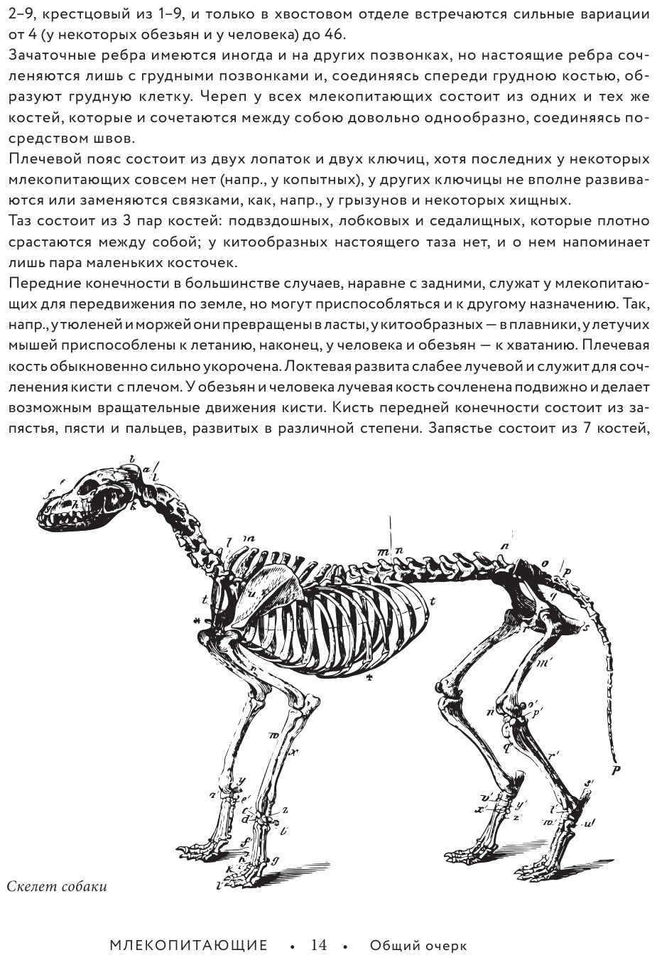 Жизнь животных. Большая иллюстрированная энциклопедия - фото №14