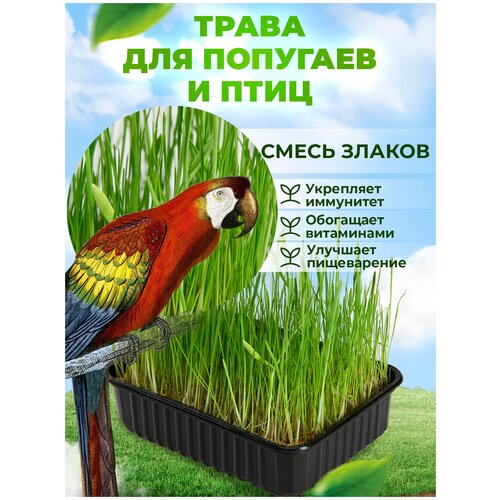 Набор для выращивания "Трава для птиц и попугаев" МММ / в лотке для животных / набор микрозелень для проращивания для кошек / семена наборы + лотки