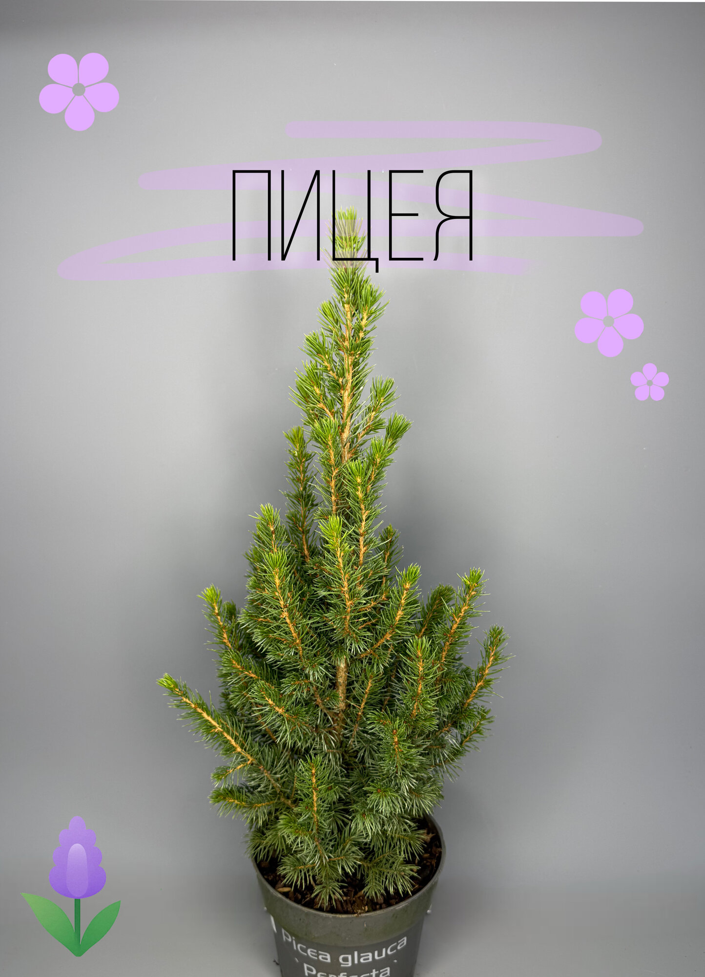 Пицея глаука Perfecta (Picea glauca ‘Perfecta’) — компактная живая мини-ёлка для дома и сада