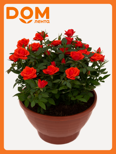 Изображение товара Растение Роза Кордана 22 см в ассортименте