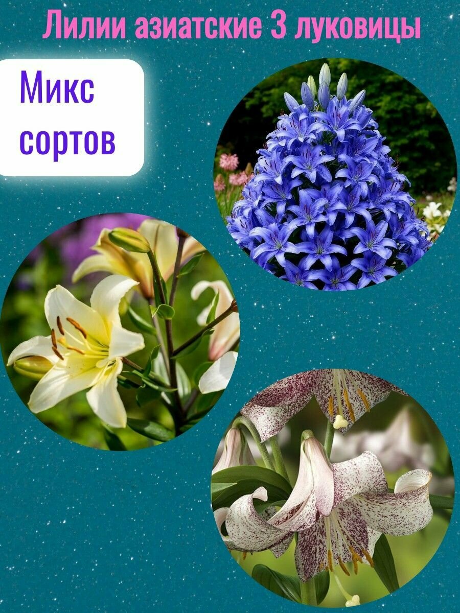 Лилия луковицы, многолетние цветы для посадки, микс 3 штуки