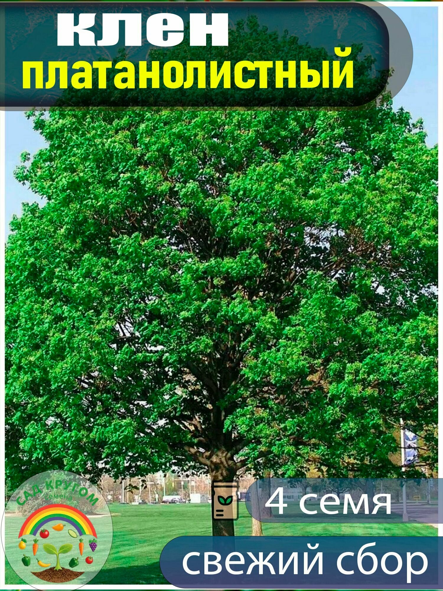 Клен платановидный семена - 4 шт