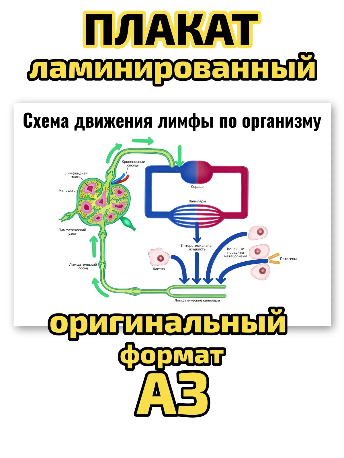 Плакат Квинг "Схема движения лимфы по организму", ламинированный, А3, для изучения анатомии, физиологии и косметологии