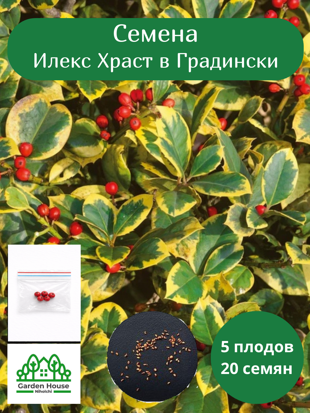 Семена падуба остролистного "Илекс Храст", декоративный, для сада, 20шт