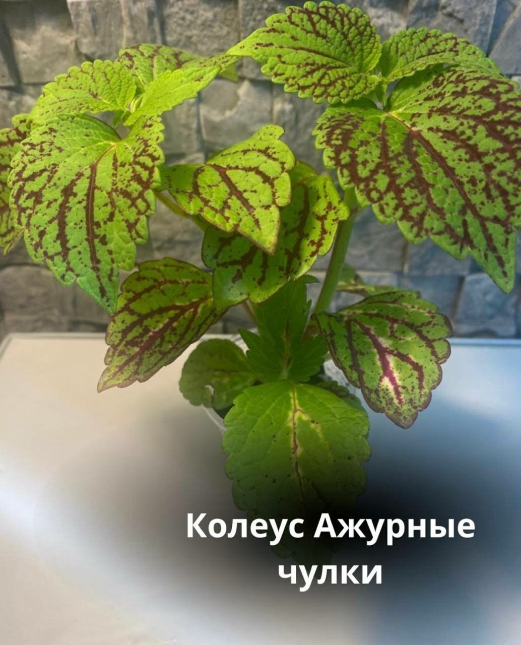 Колеус сортовой Ажурные чулки , укорененный черенок 1шт