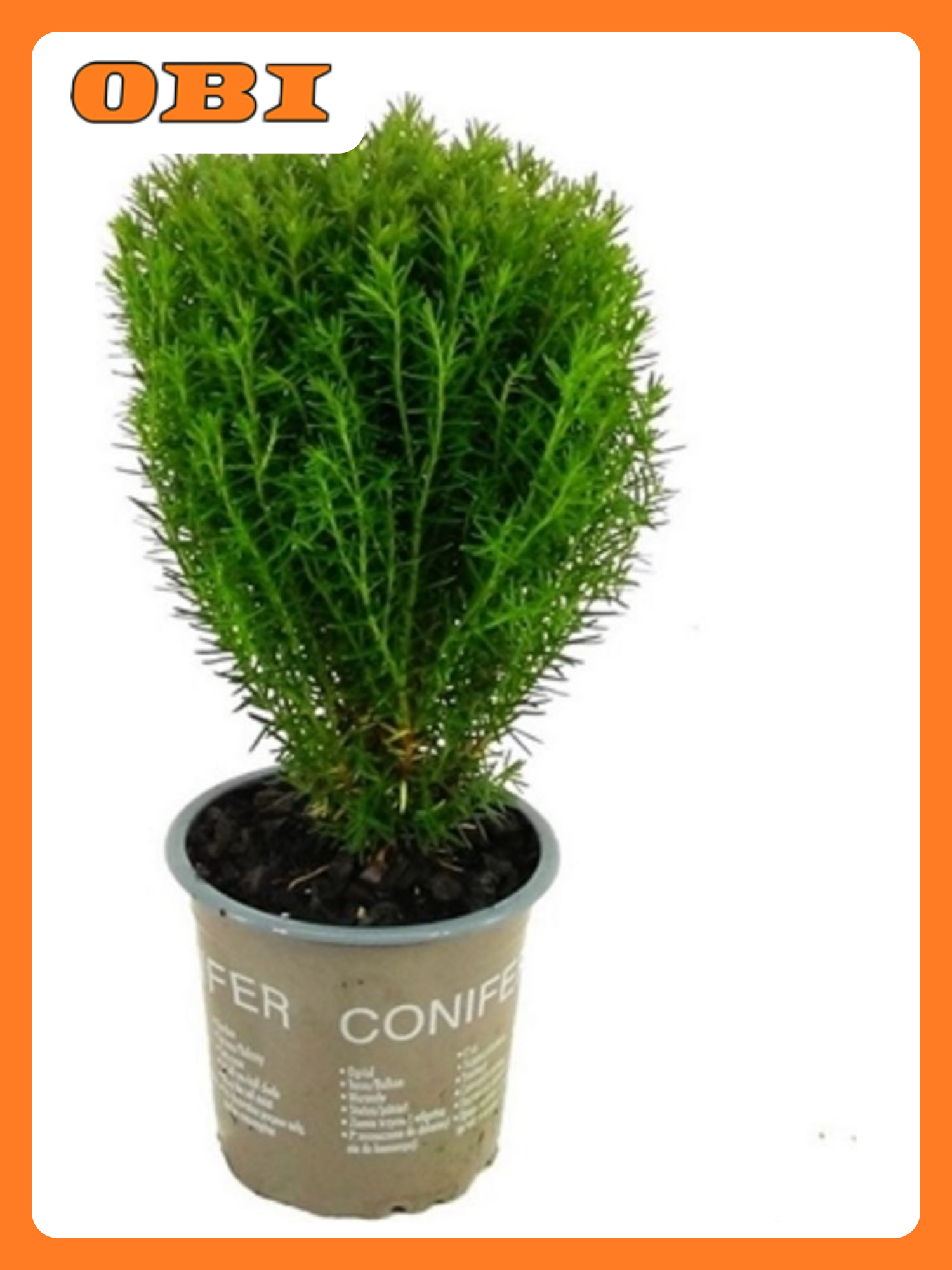 Туя западная Тедди 881611 многолетняя хвойная декоративная