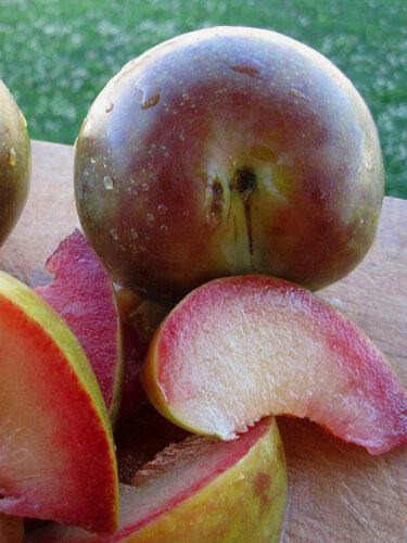 Изображение товара Плуот "Дапл Денди", морозостойкий, урожайный, сладкий, 2года, зкс