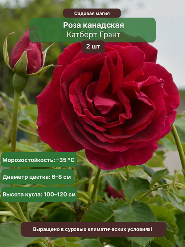 Изображение товара Роза канадская Катберт Грант / 2 шт, многолетняя, обильноцветущая
