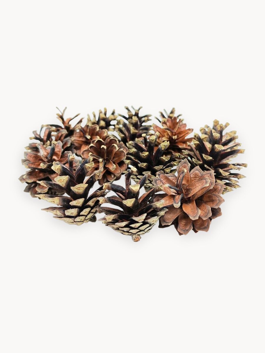 Шишки сосновые натуральные 16 шт. Высушенные и очищенные шишки сосны для декора, украшений и поделок