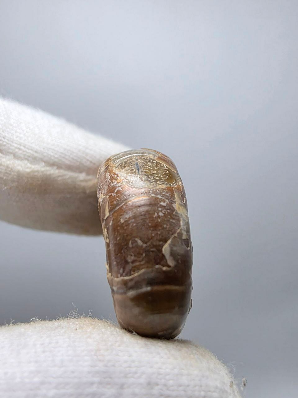 Аммонит перламутровый 26 мм, 9 г. — фото 1