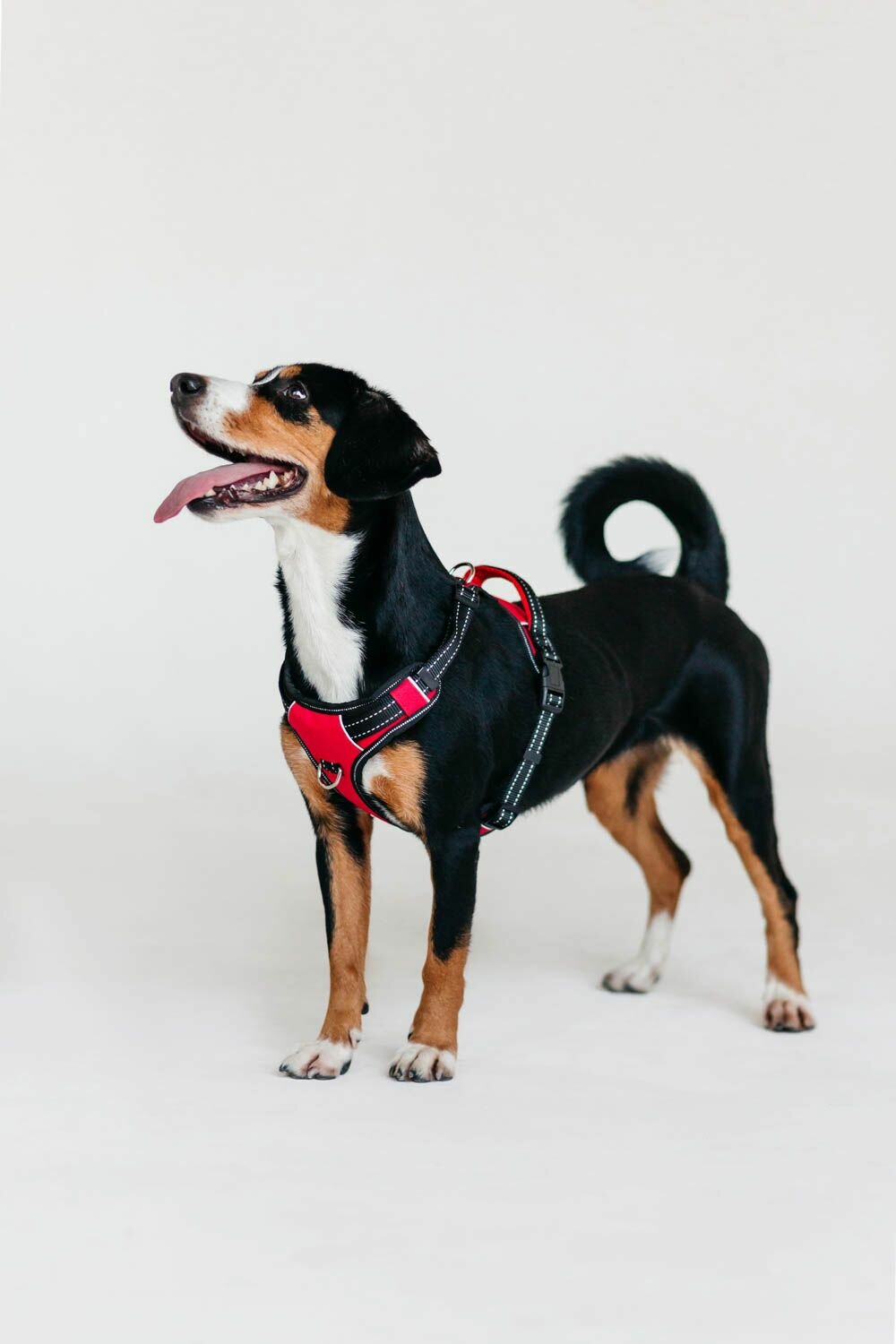 Шлейка для собак нейлоновая "SPORT" с ручкой, размер M, обх. груди 55-65 см, красная