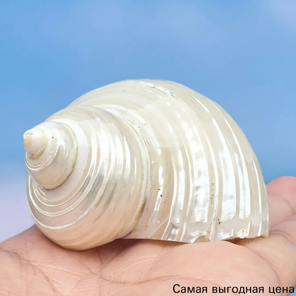 Раковины с серебристым устьем (лунные), 3-6 см - для раков-отшельников и аквариума