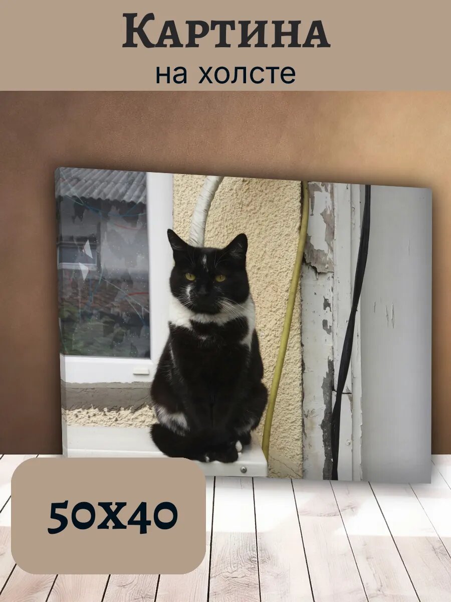 Картина Кот Кошка Cat 40x50 черно-белый на подоконнике