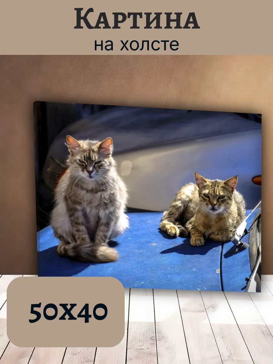 Картина Кот Кошка Cat 40x50 с изображением двух полосатых