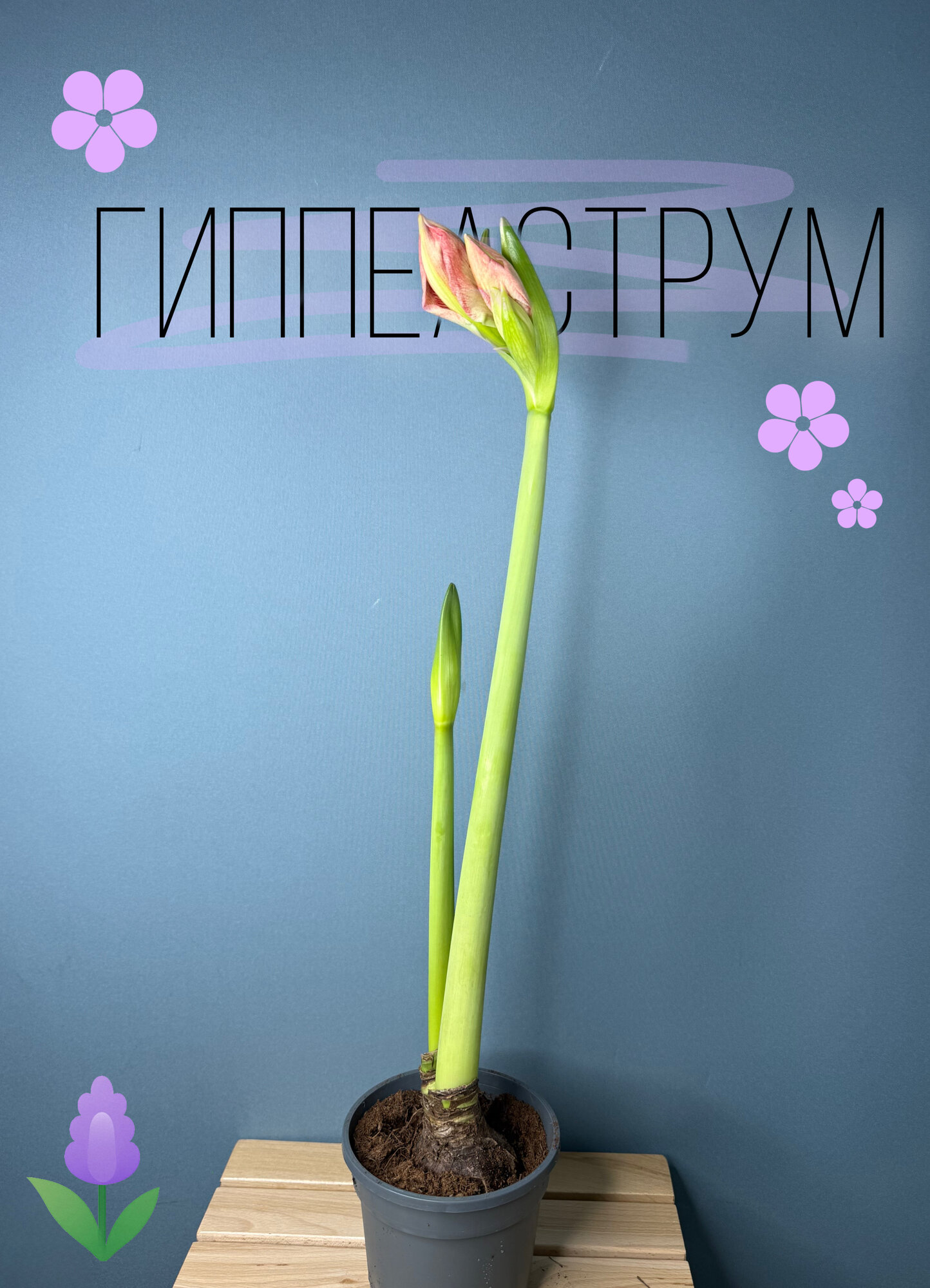Гиппеаструм (Hippeastrum) — эффектное луковичное растение с крупными бутонами