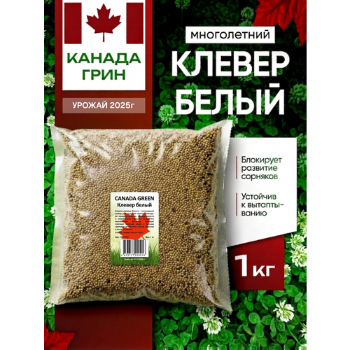 фото Клевер белый семена, ползучий низкорослый 1кг canada green