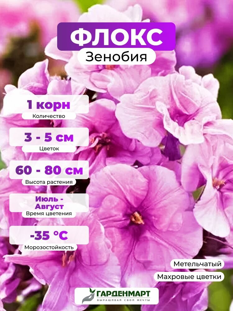 Флокс метельчатый Зенобия, 1 корн