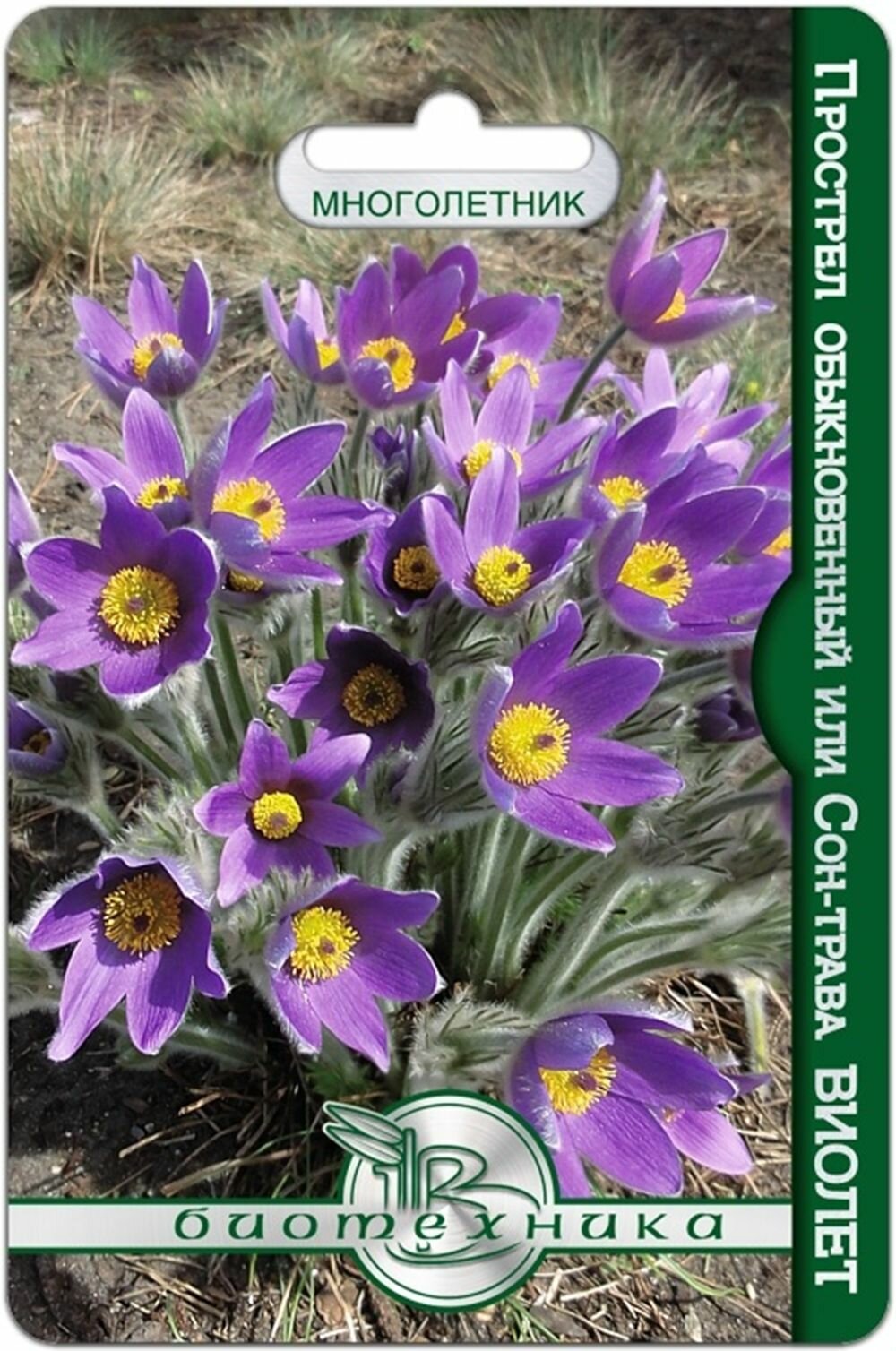 Прострел Виолет  сон трава  обыкновенный 10 семян Биотехника