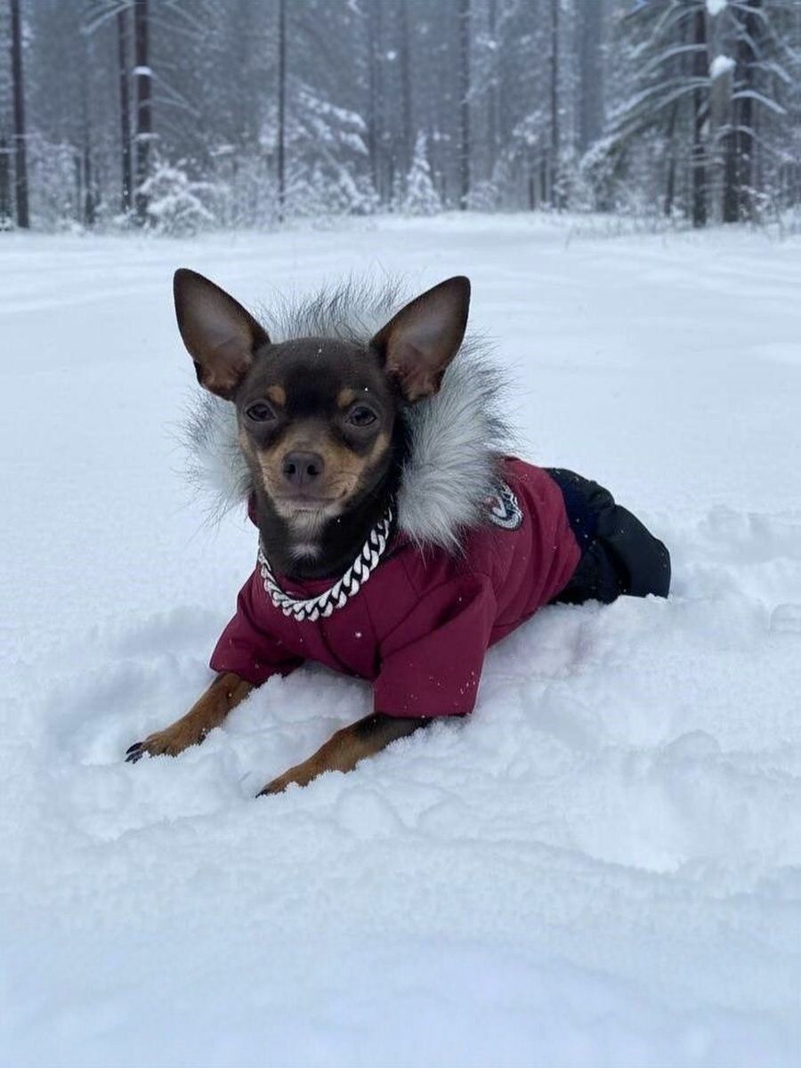 Комбинезон для собак двухцветный утепленный на стёжке