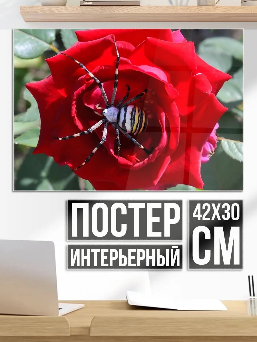 Плакат постер Паук на розе