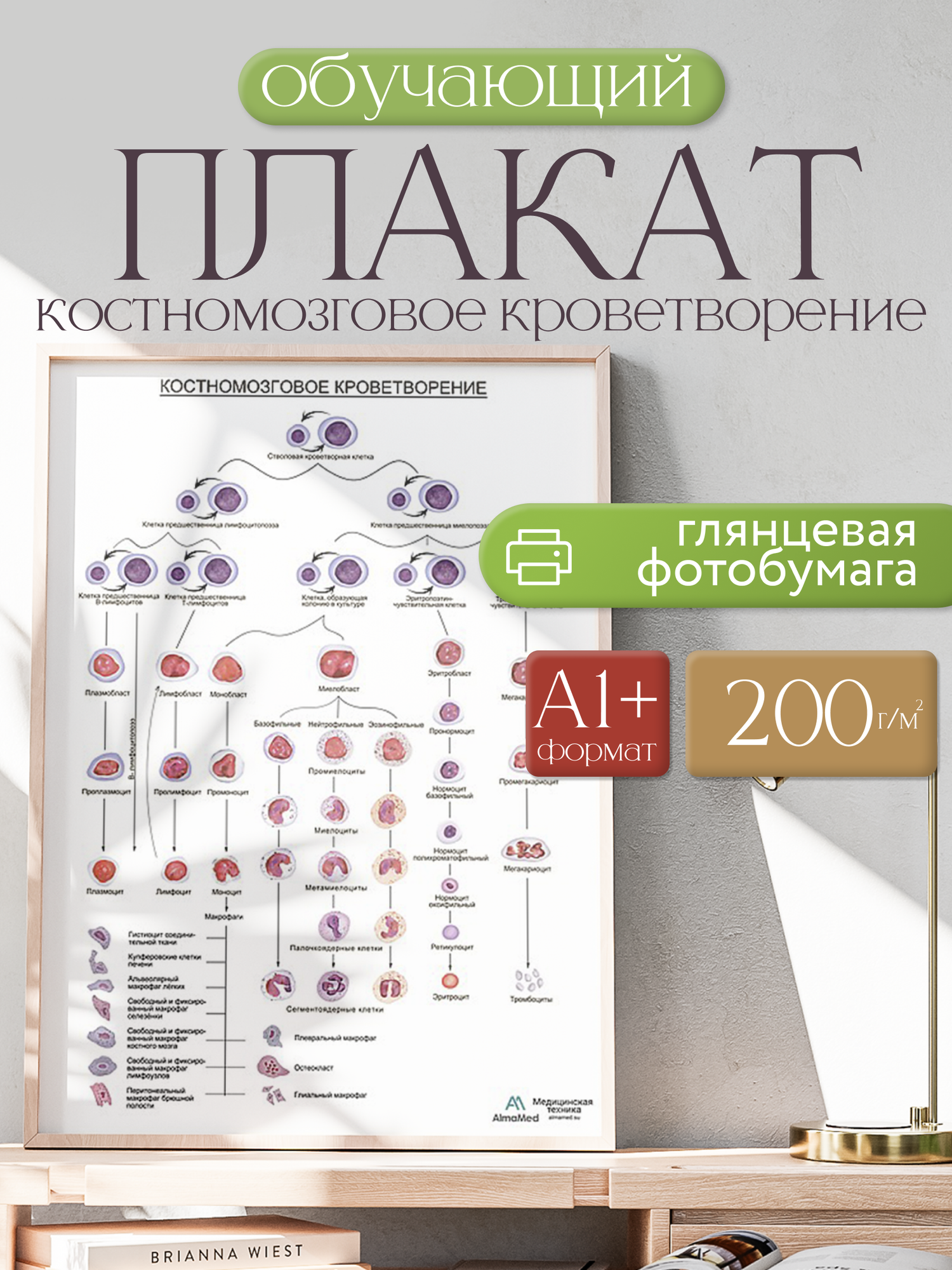 Костномозговое кроветворение, плакат, глянцевая фотобумага от 200 г/кв. м, размер A1+