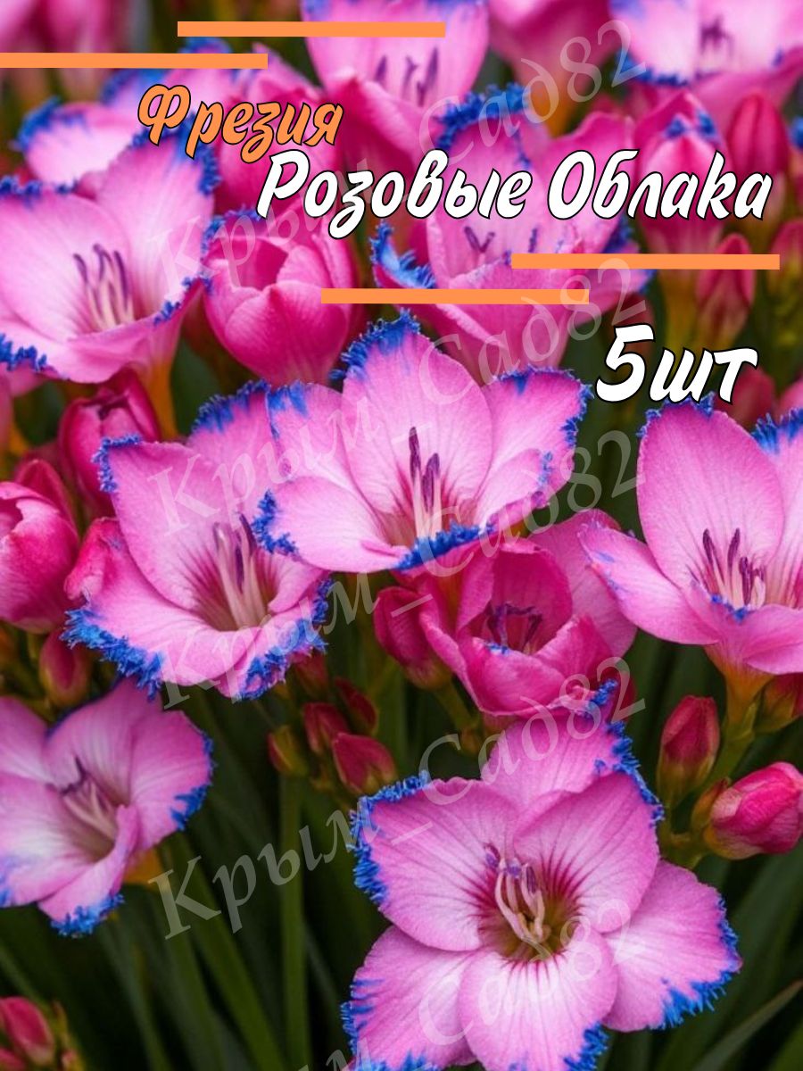 Луковицы Фрезии Розовые Облака