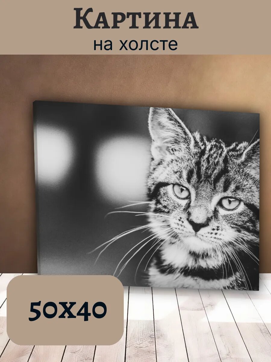 Картина Кот Кошка Cat 40x50 черно-белый портрет полосатого