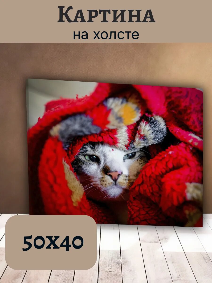 Картина Кот Кошка Cat 40x50 уютная в красном пледе