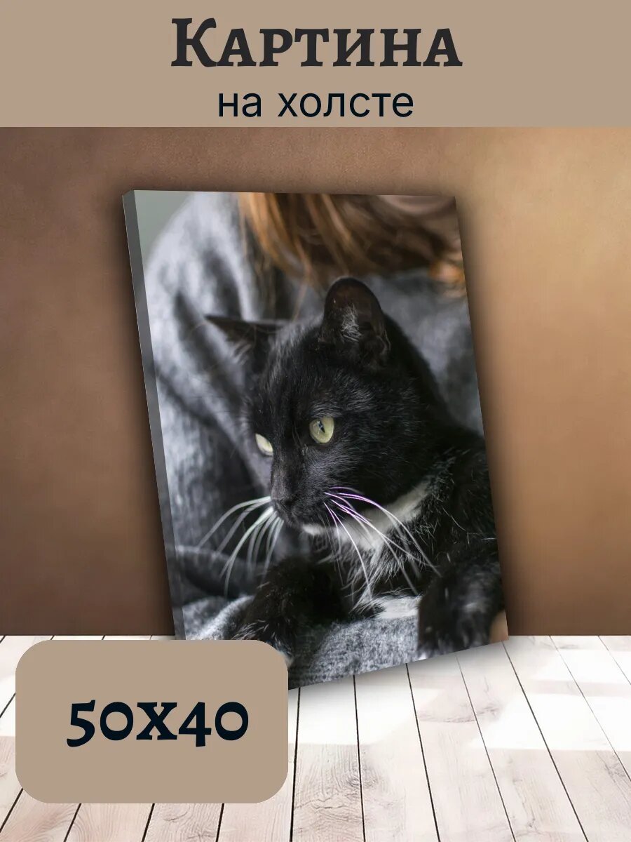 Картина Постер Кот Кошка Cat 40x50 с черным котом