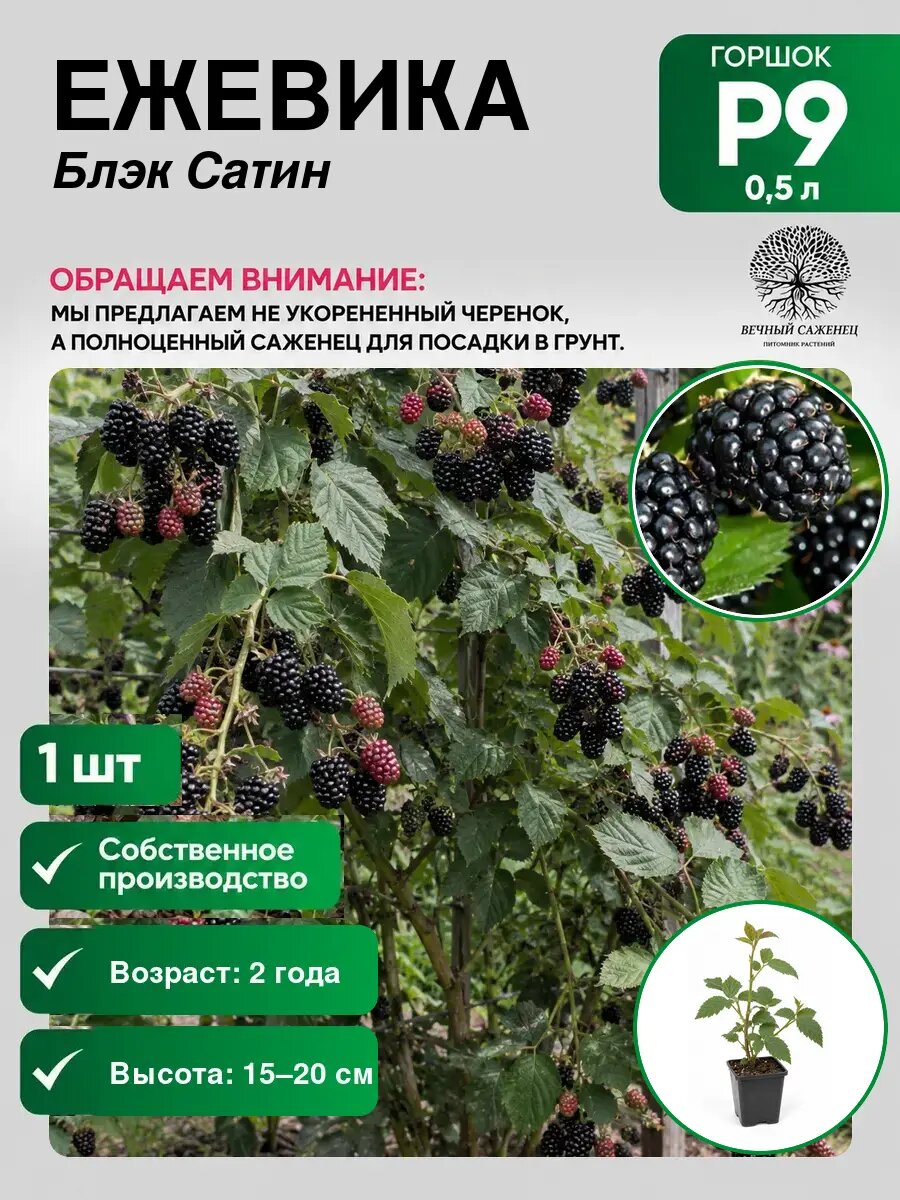 Ежевика Блэк Сатин, саженец для сада и дачи, декоративное растение для посадки