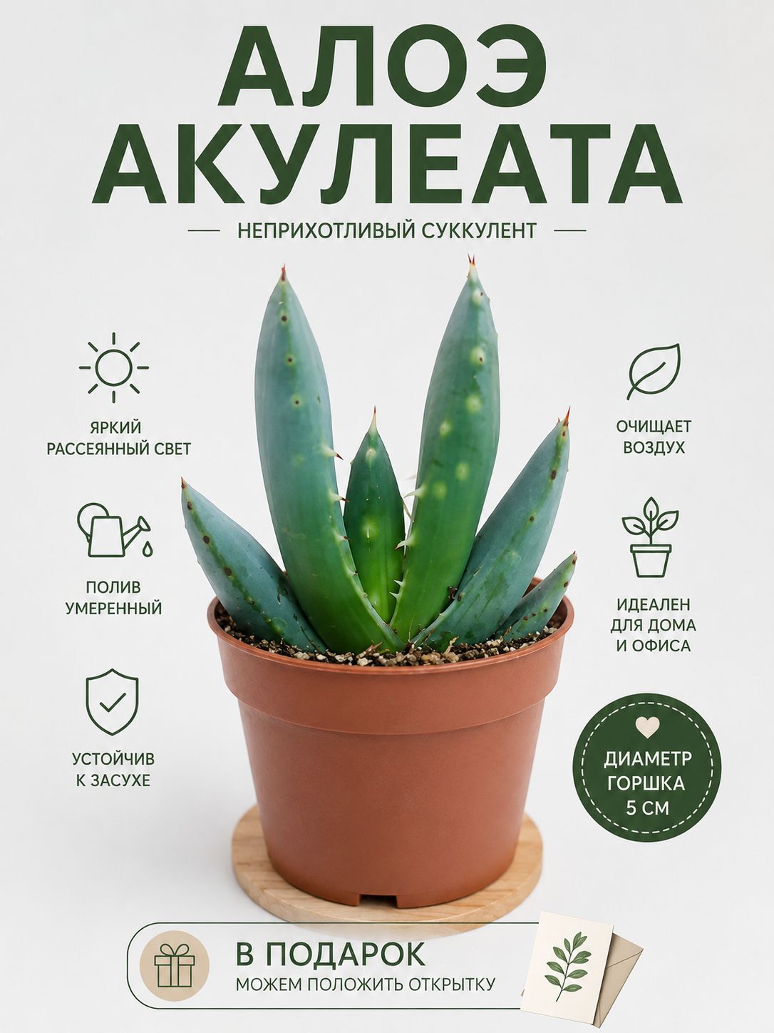 Алоэ Акулеата Кросс, суккулент живой, D-5 и открытка