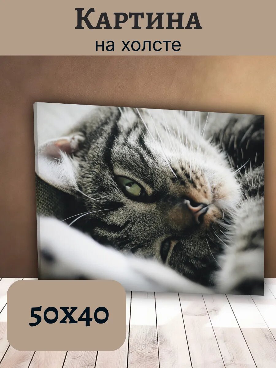 Картина Кот Кошка Cat 40x50 интерьерная с портретом