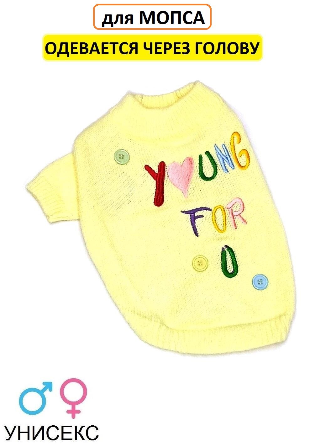 Одежда для Мопса. Свитер для Мопса желтый (M )
