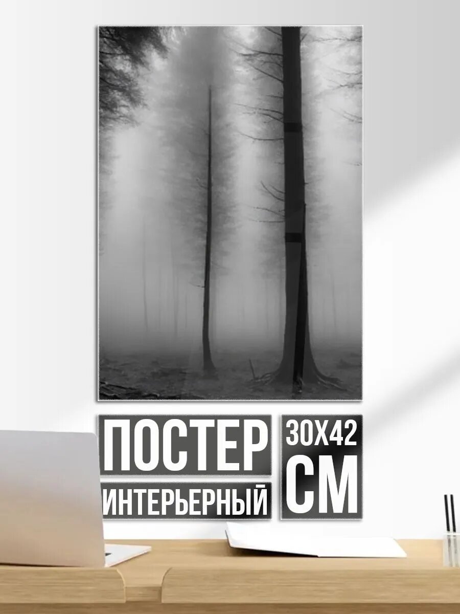 Постер на стену Темные лесные деревья в тумане