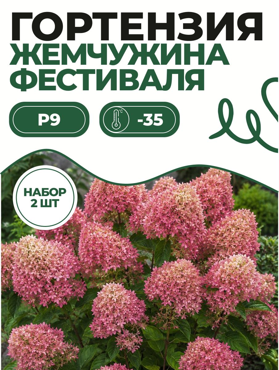 Гортензия P9 метельчатая Жемчужина Фестиваля 2 шт. Саженец с ЗКС в горшке!