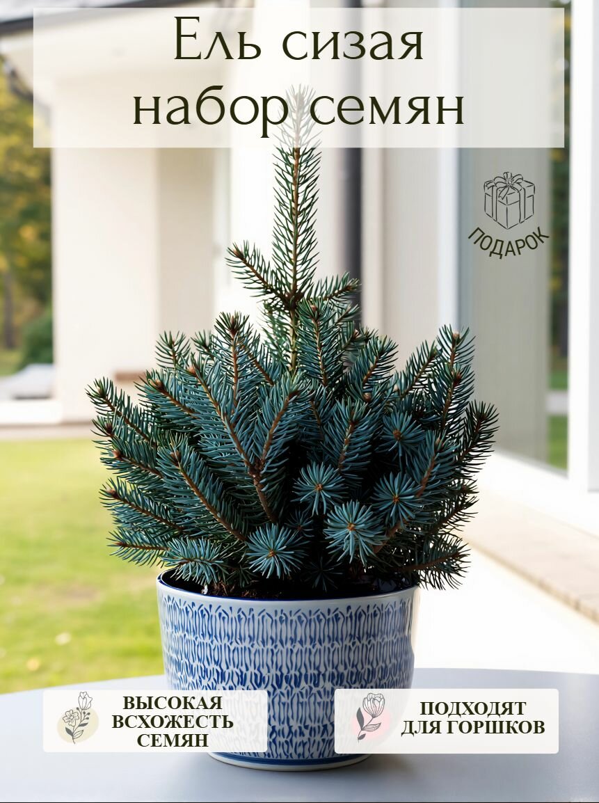 Ель голубая семена 10 шт для комнатного и уличного выращивания