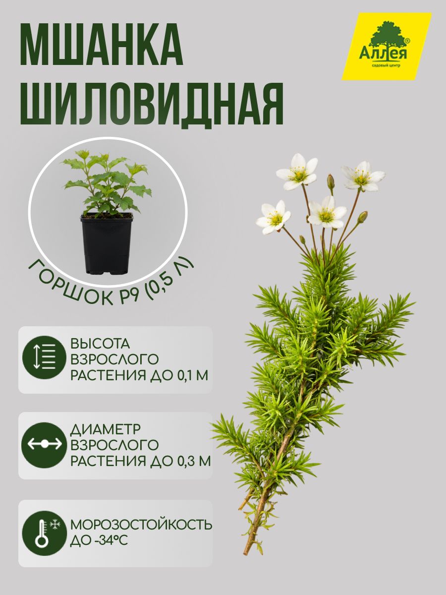 Мшанка шиловидная / Sphagnum palustre P9