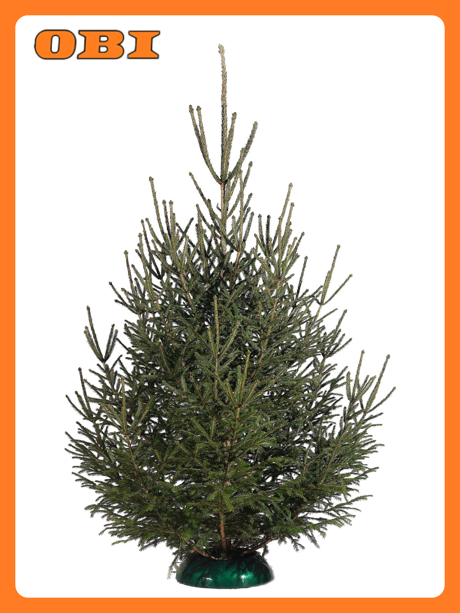 Ель срезанная 150-200 см