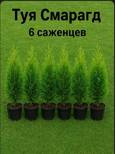Изображение товара Туя "Смарагд", морозостойкая, для вертикального озеленения, 6 шт, саженец