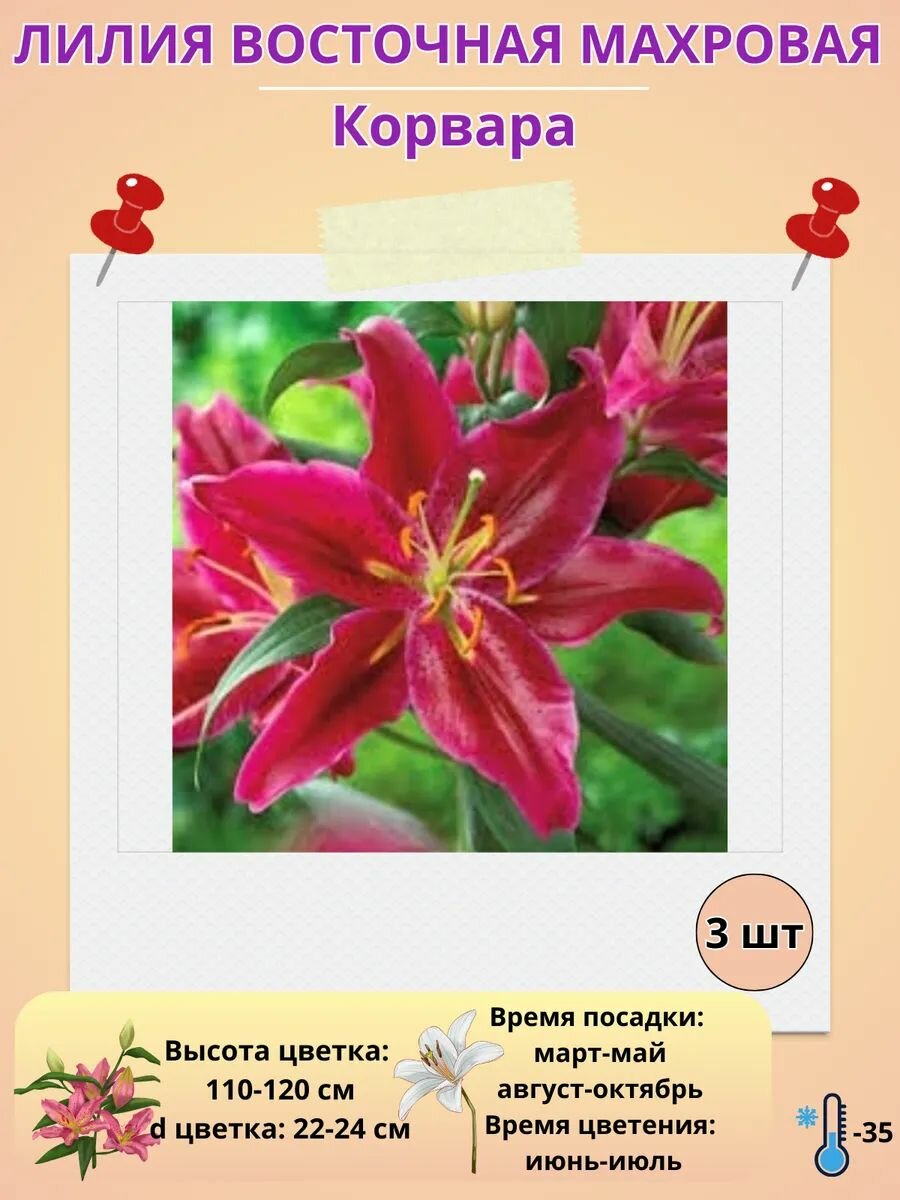 Лилия луковицы, многолетние цветы для посадки,3 штуки