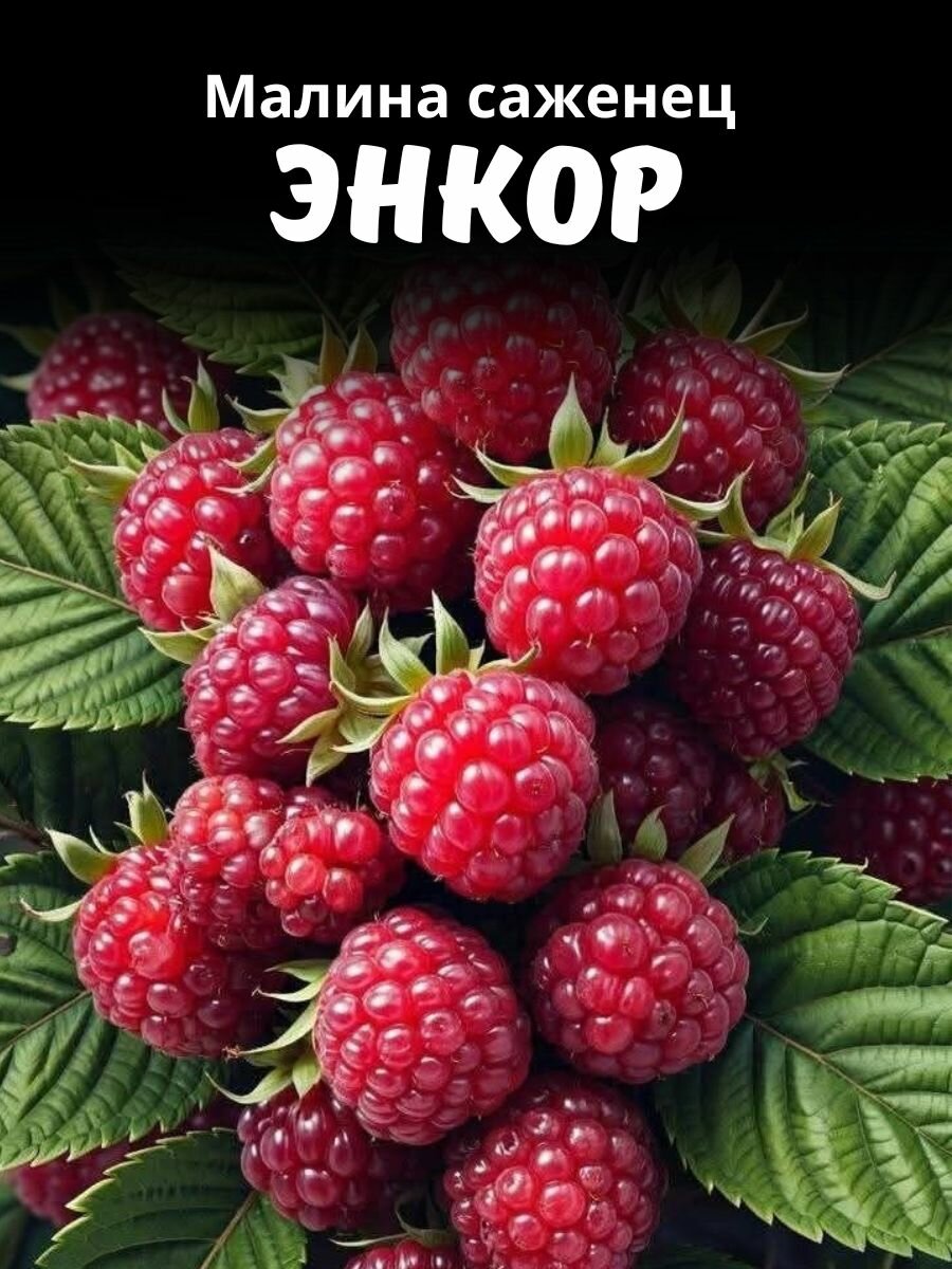 Малина саженец Энкор