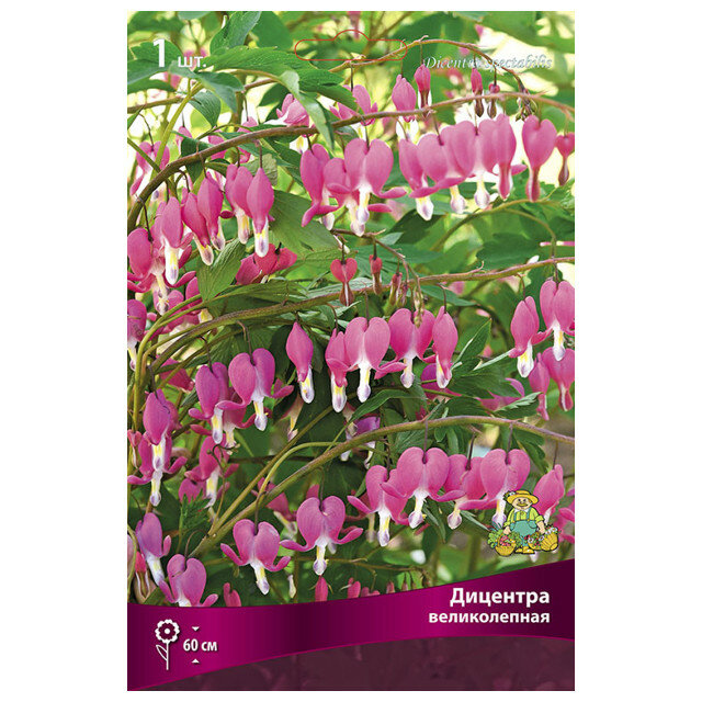 Корни растений дицентра великолепная в капере 1 шт.