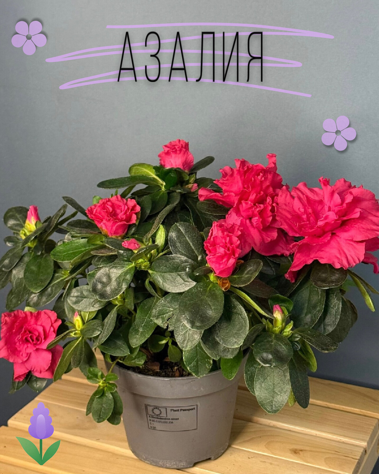 Азалия с яркими красными цветками — пышное комнатное растение для уюта комфорта и подарков