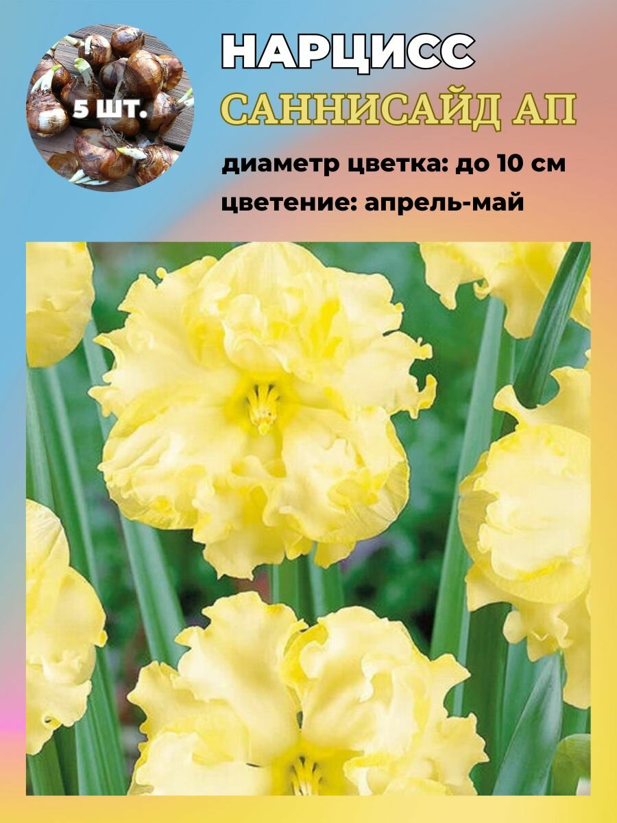 Нарцисс махровый луковицы 5 штук