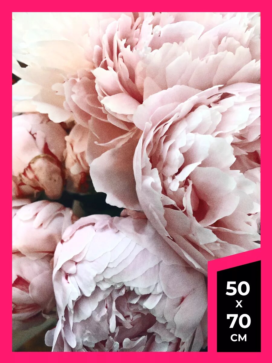 Постер пионы плакат 58 на стену А1 А2 А3 50 х 70 матовая фотобумага премиум качества