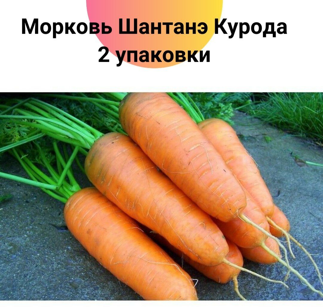 МорковьШан