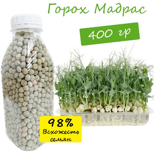 Горох Мадрас