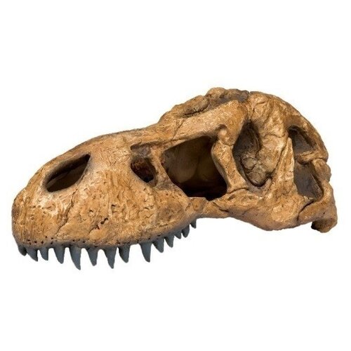 Для террариума Exo Terra T-Rex Skull 8х14х25 см грот exo terra crocodile skull 23x7 5x12 см бежевый