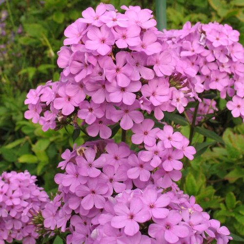 Флокс Метельчатый Hesperis, Саженцы, С1 (1 литр), ЗКС - Цветы многолетние